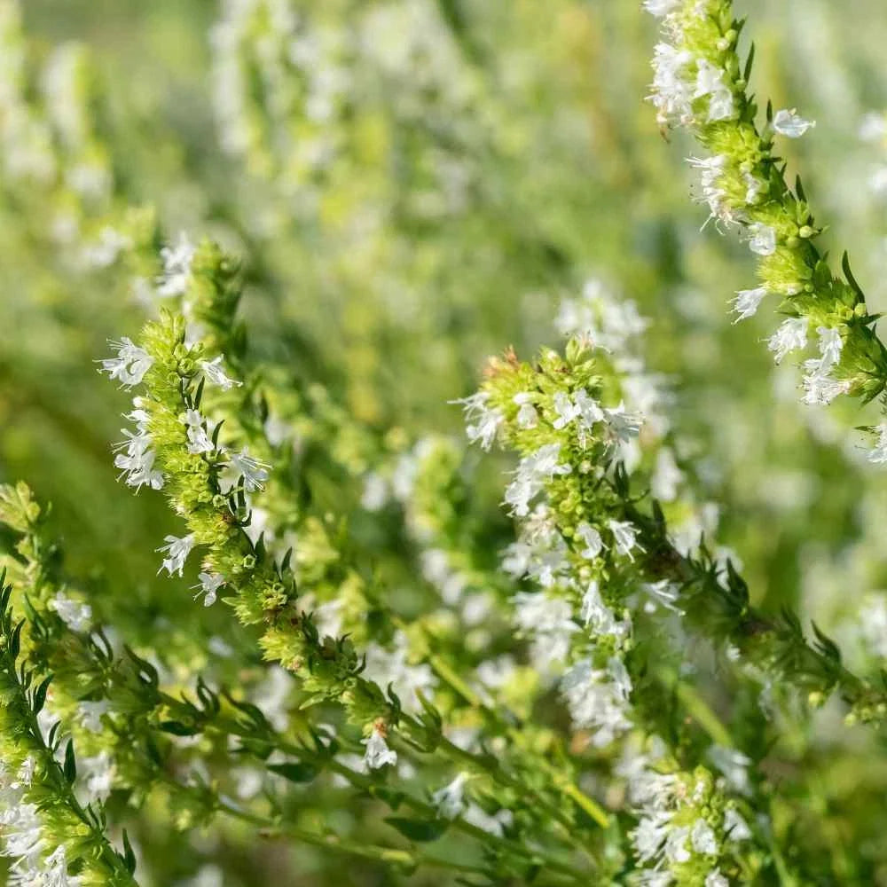 Hyssop Seeds 100 Count White Perennial Herb (Hyssopus officinalis) - Non-Californian Shipping