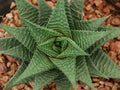 Gasteria Limifolia Plant - 4" Diameter Pot - Fairy Washboard Succulent - Indoor Houseplant