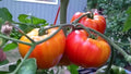 Big Rainbow Tomato Seeds, NON-GMO, Heirloom Beefsteak Variety, Slicing, Solanum lycopersicum