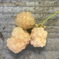 Snowbank White Blackberry Plant - Live Rooted Plant for Zones 5-8 - Rubus fruticosus