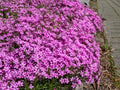 Peacock Cherry Red Phlox Seeds - 100+ Pack for Garden Planting - Phlox paniculata - USA