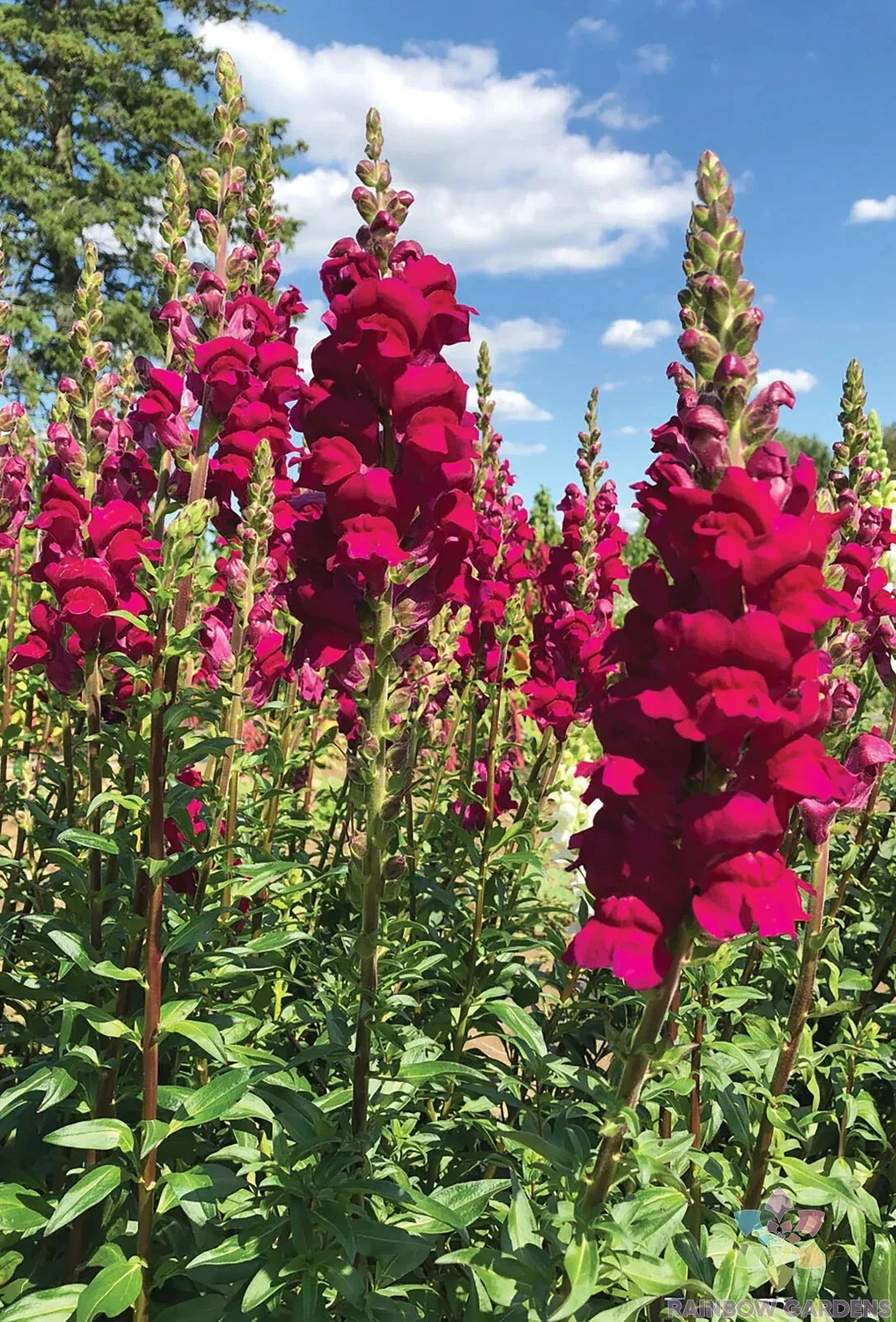 Potomac Royal Snapdragon Seeds - 1000+ Count for Garden Planting - Antirrhinum majus - USA Grown, Free Shipping