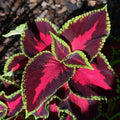 Coleus Seeds 300 Count Mixed Rainbow Perennial - Colorful Foliage Plants for Gardens (Solenostemon scutellarioides)