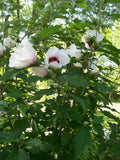Rose of Sharon Plants Set of 4, 12-24 Inches, Mixed Colors, Hibiscus syriacus, 2-3 Year Olds, Hardy Zones 5-9