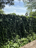 10 Live Rooted English Ivy Plants - 4 Inch Green Vine Groundcover - Hedera helix - Hardy Evergreen Garden Plant