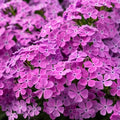 Ruby Phlox Seeds - 50 Perennial Flower Seeds for Bees & Butterflies - Phlox subulata - US Seller