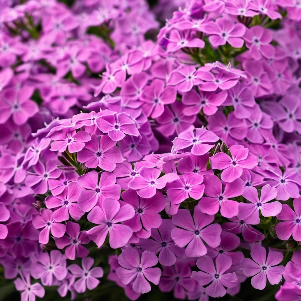 Ruby Phlox Seeds - 50 Perennial Flower Seeds for Bees & Butterflies - Phlox subulata - US Seller