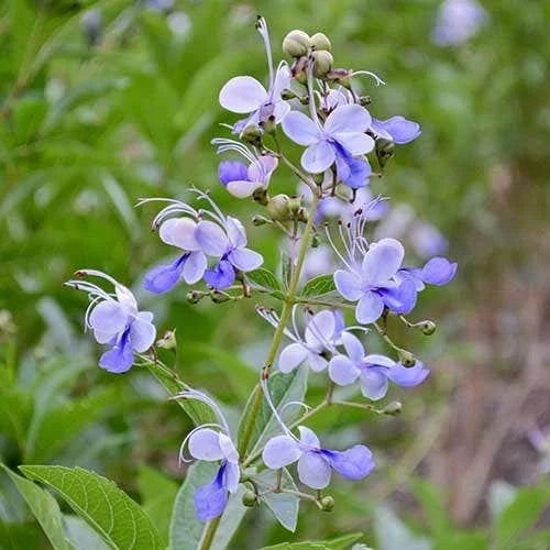 Clerodendrum Blue Butterfly Live Rooted Plant 4" Tropical Vine - No Pot - Exotic Garden Plant, Climbing Vine (Clerodendrum)