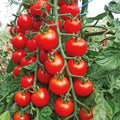 Cherry Tomato Seeds - 200+ Super Sweet Large Heirloom Non-GMO Organic - Solanum lycopersicum