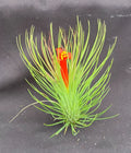 Tillandsia andreana Air Plant - Shaving Brush Variety - Easy Care Tillandsia, Bright Orange Blooms - 3 Inches Wide
