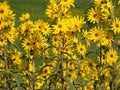 Maximilian Sunflower Seeds, 200 Count, Helianthus maximilian, Perennial Wildflower, Native Pollinator Garden