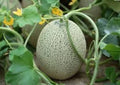 Hales Cantaloupe Seeds, 30 Seeds, Organic Melon, Cucumis melo var. cantalupensis