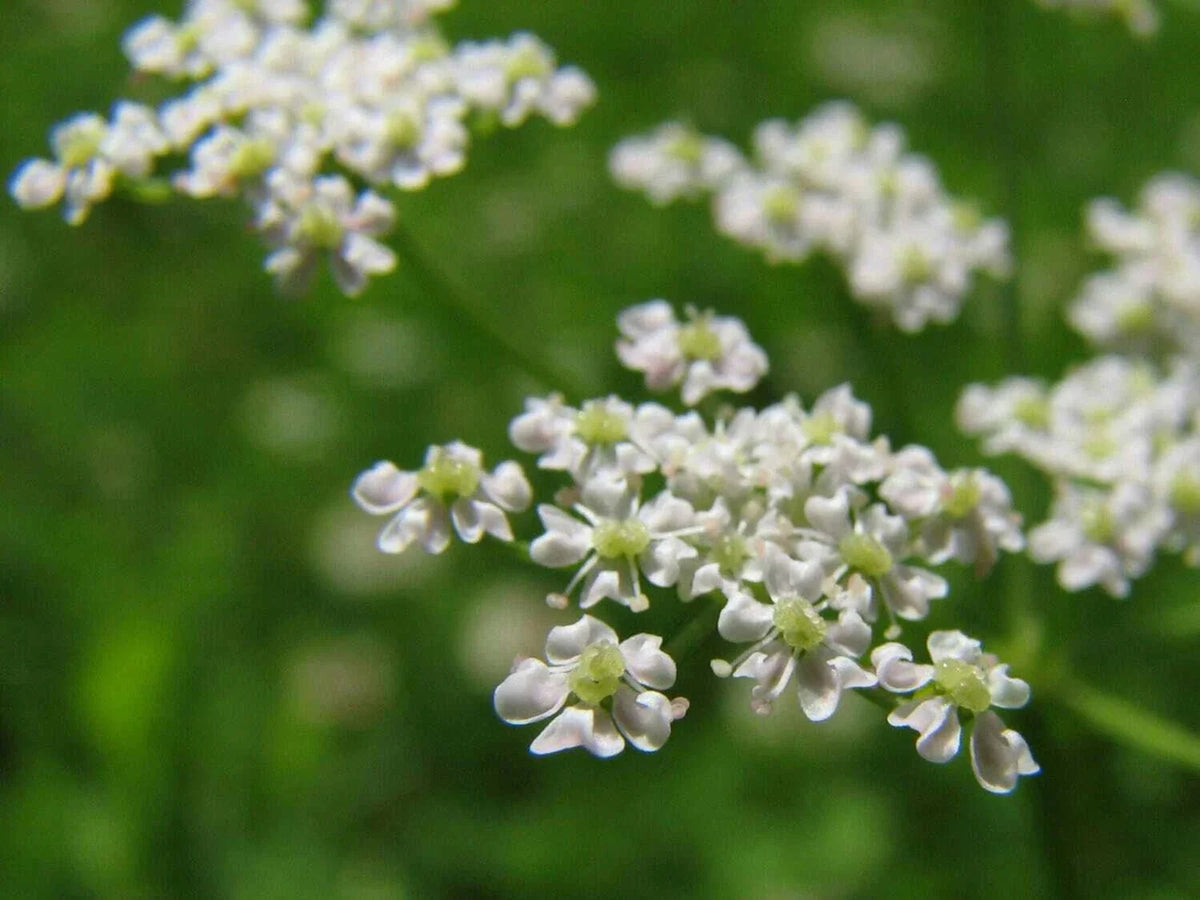 Anise Herb Seeds - 300+ Non-GMO Heirloom Common Licorice Seeds - Organic Gardening - USA Grown