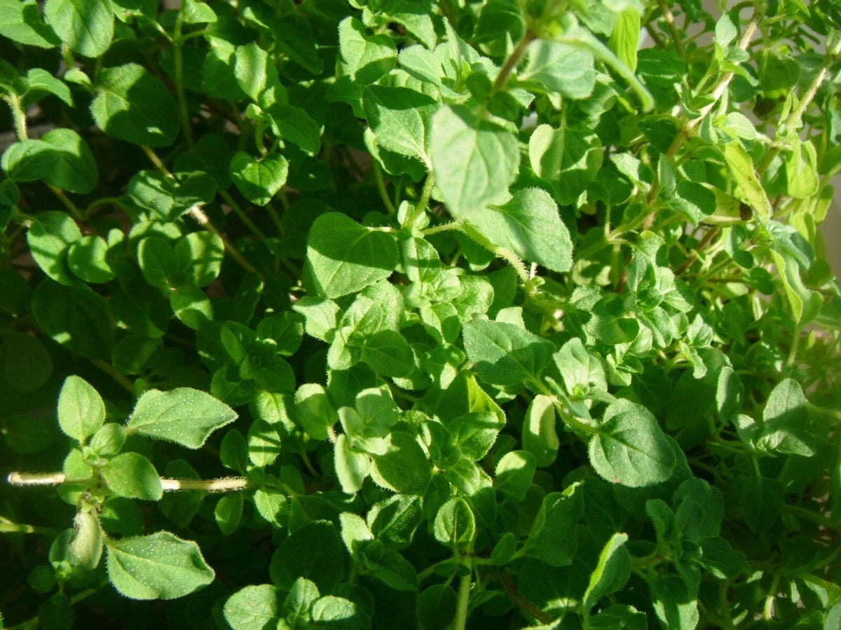 Common Thyme Seeds - 3000 Non-GMO Herb Seeds - Thymus vulgaris - Culinary Garden Planting