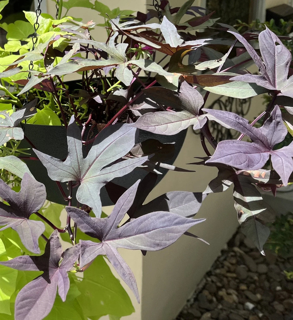 Sweet Potato Cuttings - 5 Rooted Heirloom 'Blackie' - Perfect for Pots and Beds - Ipomoea batatas