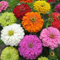 Zinnia Seeds - 100+ Super Yoga Mix - Colorful Flower Seeds for Garden Planting - Zinnia elegans - USA