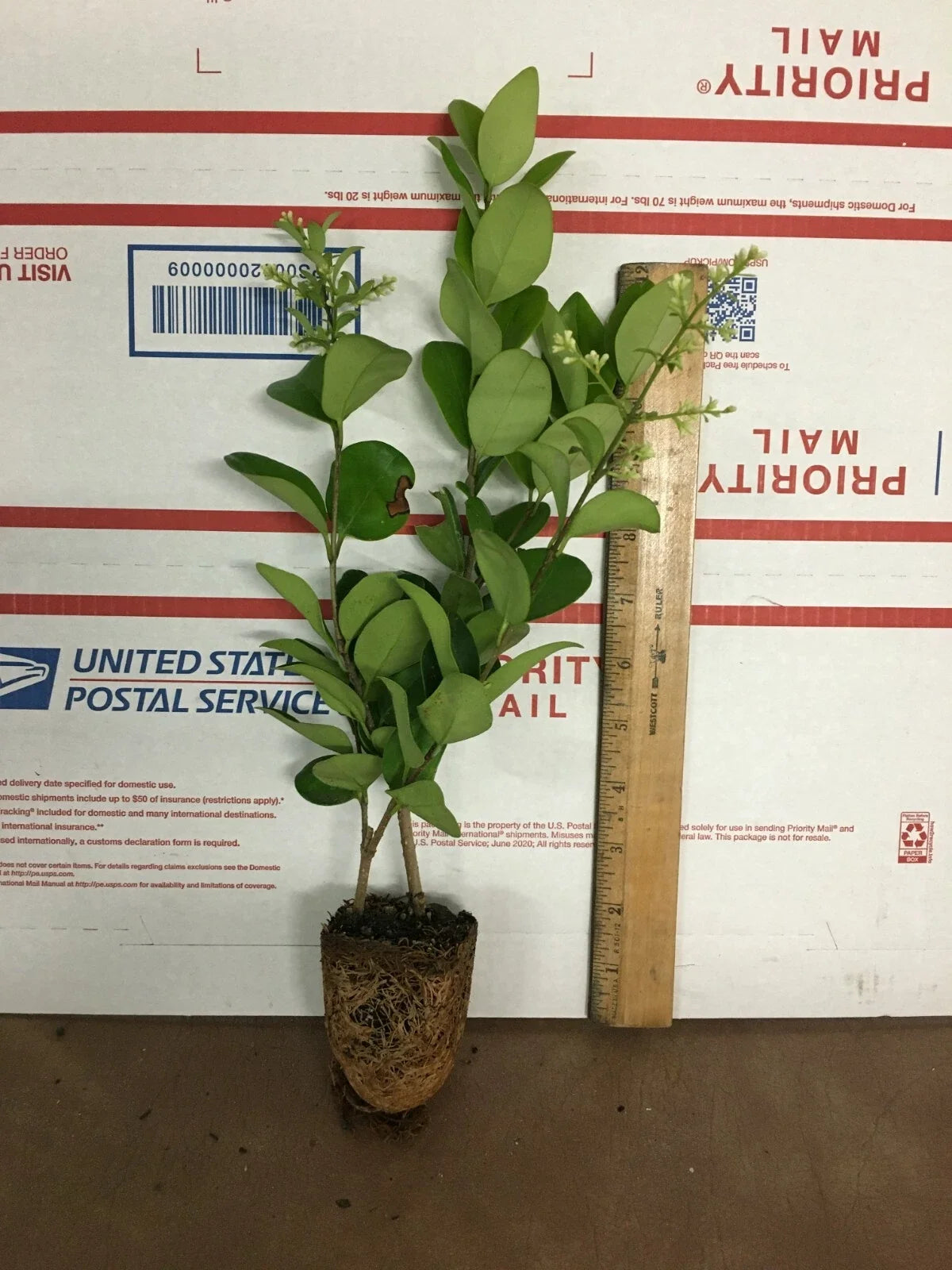 Lucidum Ligustrum Live Plant - Glossy Leaf Privet - Ligustrum lucidum