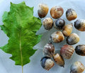 Eastern Black Oak Acorn Seeds - 12 Seeds - Quercus velutina - 50-70 ft Mature Height - Hardy Zones 4-8