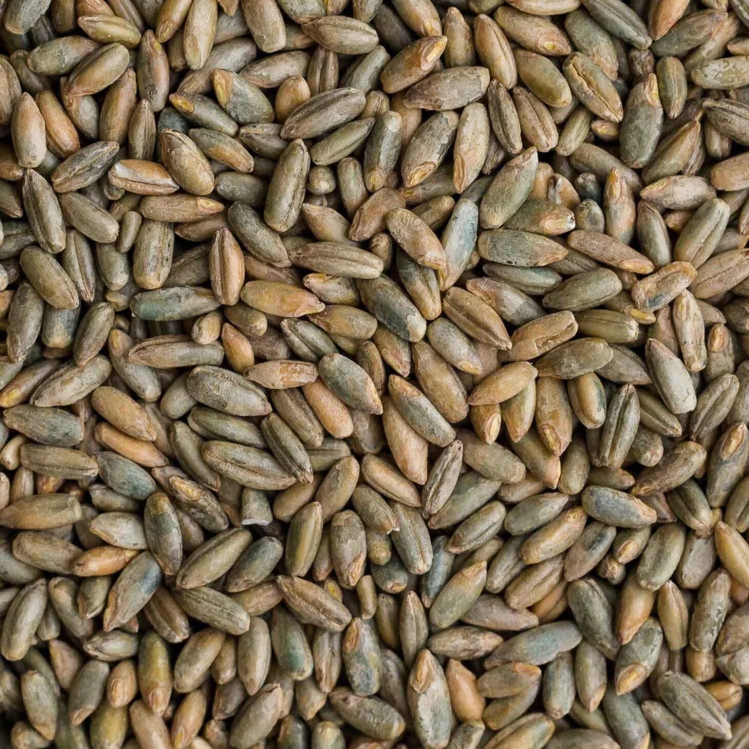 Rye Berries 4 Pounds | Whole Rye Grain | Non-GMO Bulk Dry | Ideal for Breads | Secale cereale