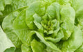 Buttercrunch Lettuce Seed - Fresh Non-GMO Seeds for Home Garden - Lactuca sativa