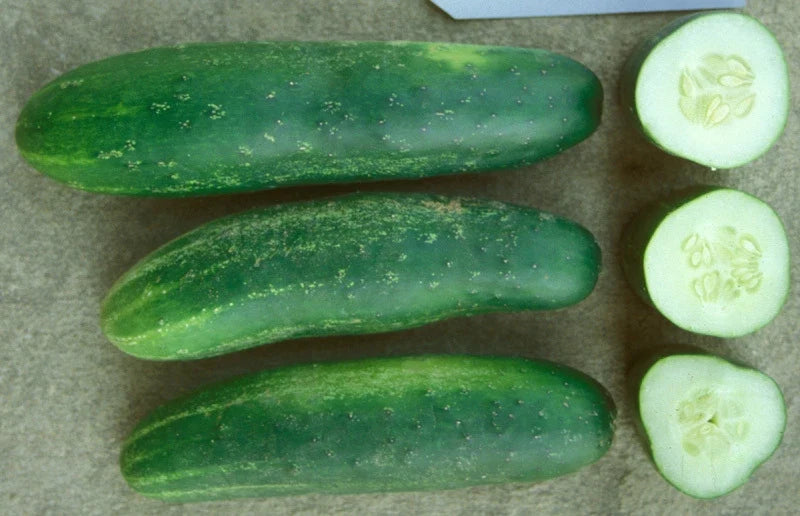 Ashley Cucumber Seeds 20 Count Packet - Heavy Producer - Excellent Market Choice (Cucumis sativus)
