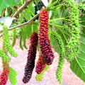 Pakistan Mulberry Live Rooted Plant 6–8" Sweet Long Fruit Morus alba, Ships Without Pot