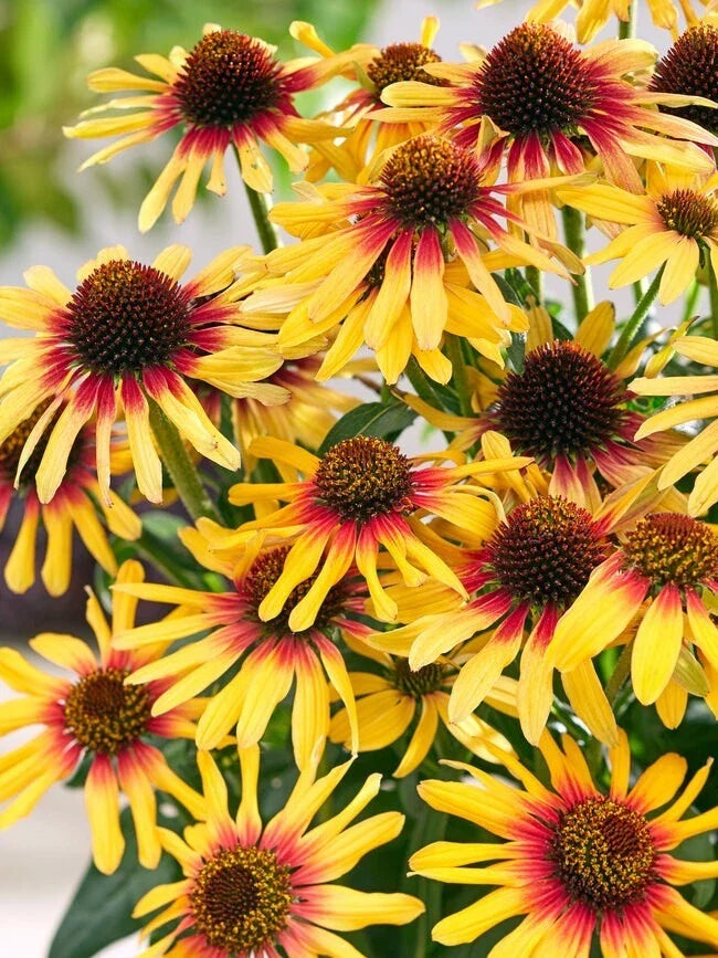 Sunseeker Coneflower Daisy Seeds - 200+ Pack for Garden Planting - Echinacea purpurea - USA