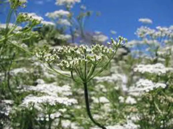 Cumin Seed Heirloom Non-GMO 100 Seeds Herb Seed for Growing (Cuminum cyminum)