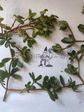 Purslane Cutting - Unrooted - Edible Succulent - Portulaca oleracea - Free Shipping
