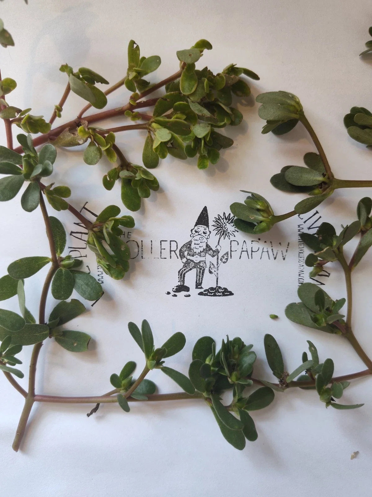 Purslane Cutting - Unrooted - Edible Succulent - Portulaca oleracea - Free Shipping