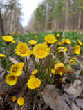 Coltsfoot Plants - 10 Rooted Organic Tussilago Farfara - Medicinal Herb for Natural Remedies