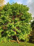 Sugar Maple Tree Starter 24 Inch Bare Root Acer saccharum Sweet Maple