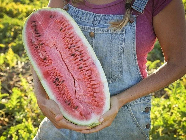 Charleston Grey Watermelon Seeds - 50+ Heirloom Organic Non-GMO Giant Variety - Citrullus lanatus