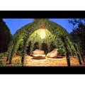 Willow Tree Kit - 10 Trees - Grow a Willow Structure - Salix spp. - Includes Video Tutorial