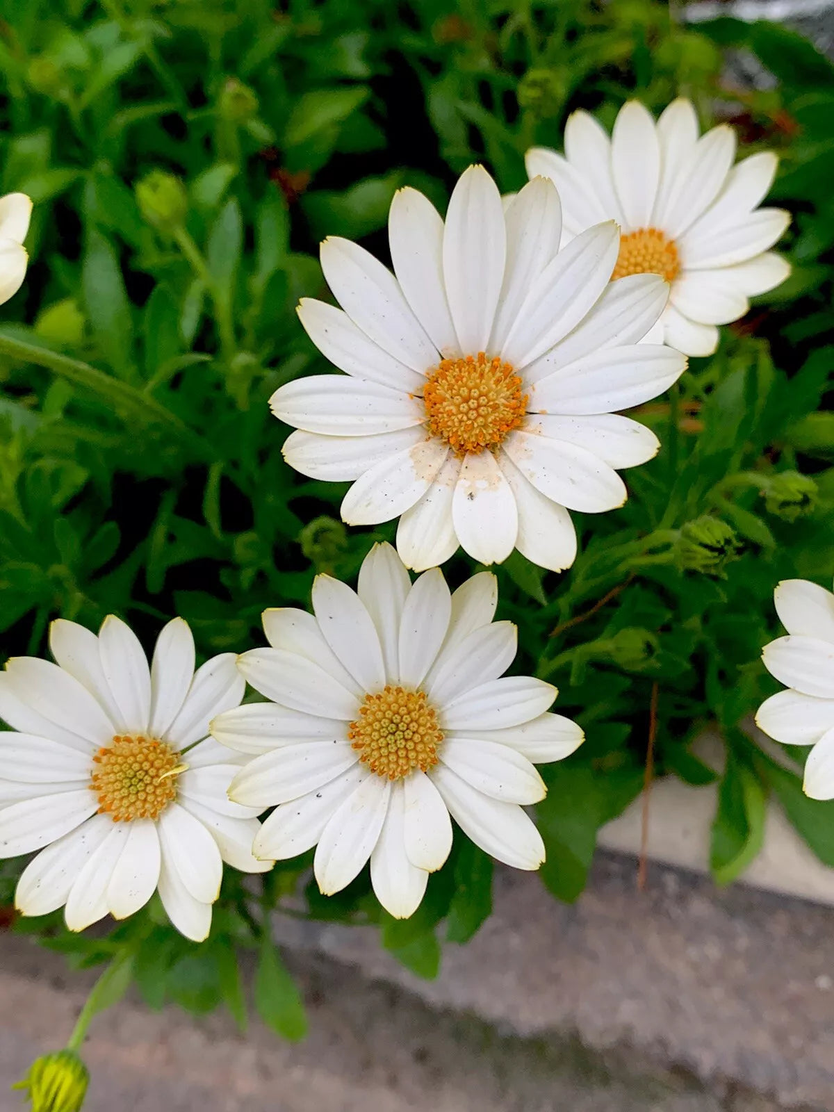 African Daisy Plant, Cream and Yellow, Perennial, Potted Plant, Osteospermum