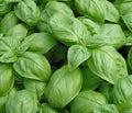 Basil Seed 1000+ Seeds Genovese Fresh Herb Seeds for Planting (Ocimum basilicum)