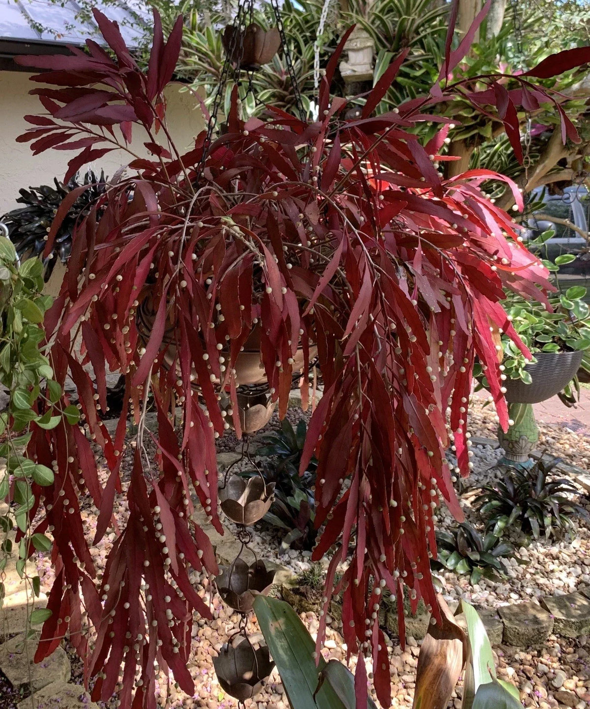 Rhipsalis Ramulosa Red Cuttings - Pseudorhipsalis Mistletoe Cactus - 6 Healthy Plant Cuttings - Kimnachia