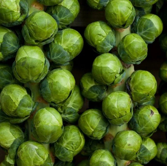 Brussel Sprouts Seeds - 500 Non-GMO CATSKILL Dwarf Variety - Sweeter with Frost - 90 Days to Harvest