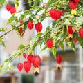 Variegated Chinese Lantern Plant - Live Well-Rooted Flowering Maple - Abutilon Variegatum - Rare Indoor Plant