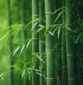 Bamboo Plant Seedlings | 6-inch Pots | Green Varieties | Phyllostachys spp.