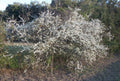 Wild Plum Tree Live Plant 12-18" Prunus spp. 1-2 Years Old