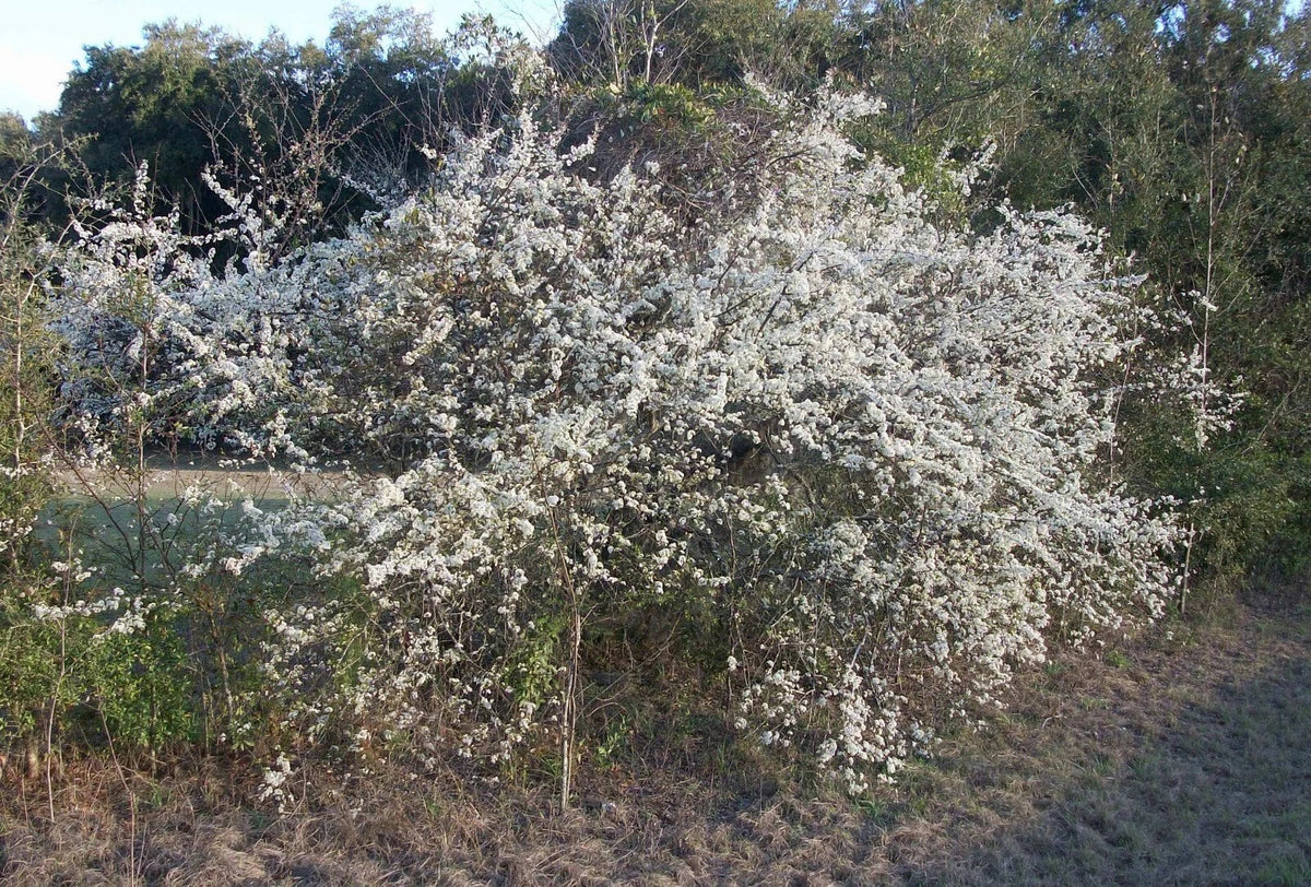 Wild Plum Tree Live Plant 12-18" Prunus spp. 1-2 Years Old