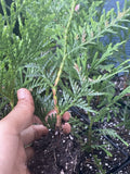 Rooted Starter Plant 10 Pack Green Giant Tree 6-7 Inches Thuja Arbovitae Bare Root for Garden Privacy