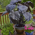 Black Coral Colocasia Plant, Large 1 Gallon, Elephant Ear, Colocasia esculenta