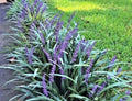 Monkey Grass 30 Bare Root Plants, Big Blue Clumping, Liriope Spicata, Ground Cover, Sun/Partial Shade