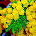 Golden Mimosa Tree Seeds - 10 Pack - Acacia baileyana - Fast Growing Yellow Wattle Flower Seeds