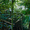Bamboo Seeds - 50 Pack - Clumping Privacy Plant for Garden - Square Stem - Ideal Shade Screen - Fast Growing