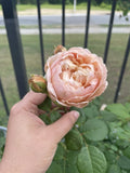 Auspeet Rose Plant Unrooted Cuttings - 3 Fresh Cuttings, 6” Long - Ideal for Propagation, Garden Use, Rosa spp.