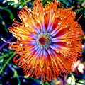 Banksia ericifolia "Little Eric" Tree Seeds - 10 Rare Lantern Fireworks Seeds for Planting
