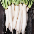 Miyashige Daikon White Japanese Radish Seeds | Heirloom Variety | Organic Non-GMO | Raphanus sativus